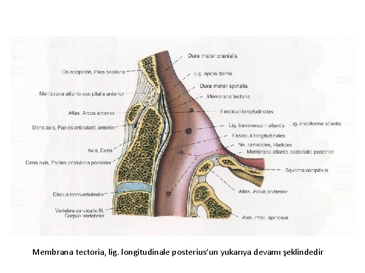 Membrana tectoria, lig. longitudinale posterius’un yukarıya devamı şeklindedir 