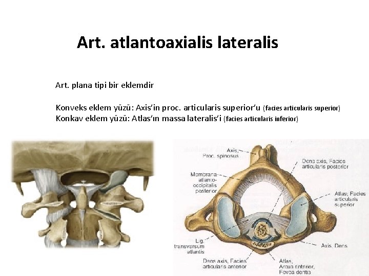 Art. atlantoaxialis lateralis Art. plana tipi bir eklemdir Konveks eklem yüzü: Axis’in proc. articularis