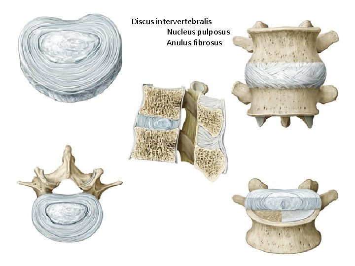 Discus intervertebralis Nucleus pulposus Anulus fibrosus 