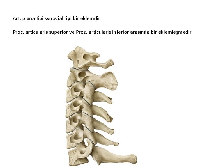 Art. plana tipi synovial tipi bir eklemdir Proc. articularis superior ve Proc. articularis inferior