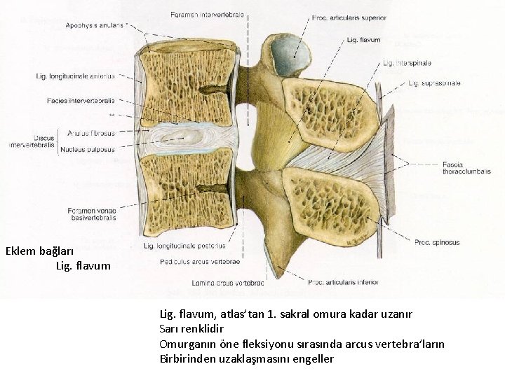 Eklem bağları Lig. flavum, atlas’tan 1. sakral omura kadar uzanır Sarı renklidir Omurganın öne