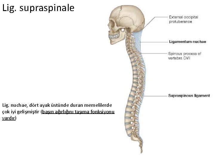 Lig. supraspinale Lig. nuchae, dört ayak üstünde duran memelilerde çok iyi gelişmiştir (başın ağırlığını