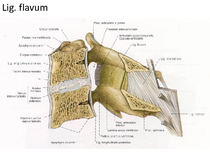 Lig. flavum 