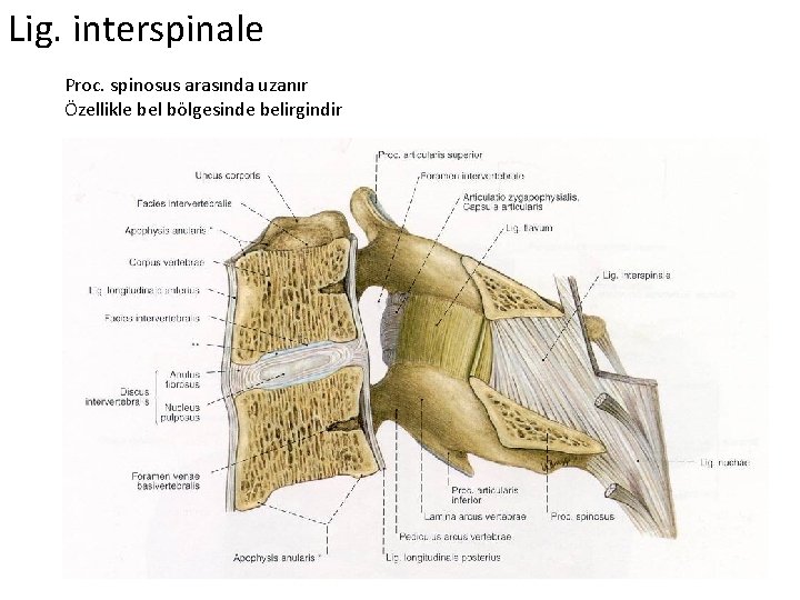 Lig. interspinale Proc. spinosus arasında uzanır Özellikle bel bölgesinde belirgindir 