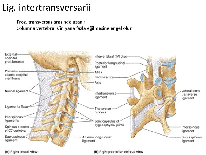 Lig. intertransversarii Proc. transversus arasında uzanır Columna vertebralis’in yana fazla eğilmesine engel olur 