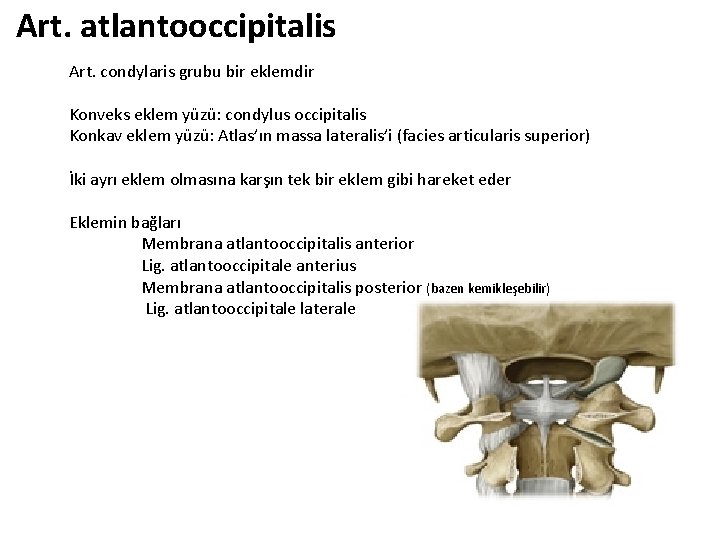 Art. atlantooccipitalis Art. condylaris grubu bir eklemdir Konveks eklem yüzü: condylus occipitalis Konkav eklem