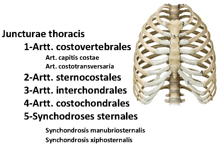 1 Juncturae thoracis 1 -Artt. costovertebrales 2 5 Art. capitis costae Art. costotransversaria 2