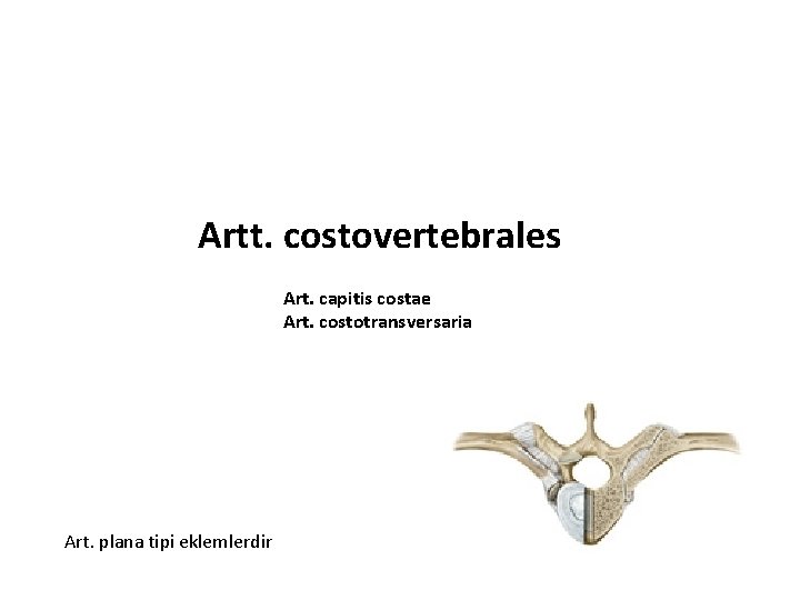 Artt. costovertebrales Art. capitis costae Art. costotransversaria Art. plana tipi eklemlerdir 