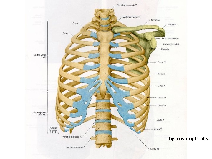 Lig. costoxiphoidea 
