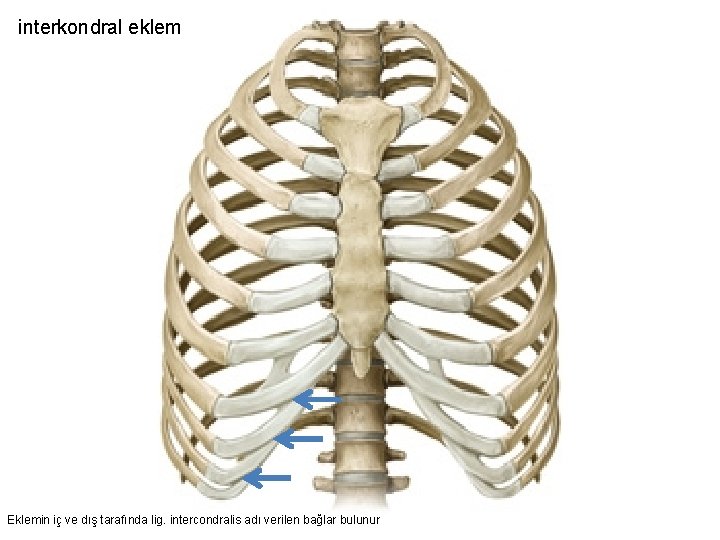 interkondral eklem Eklemin iç ve dış tarafında lig. intercondralis adı verilen bağlar bulunur 