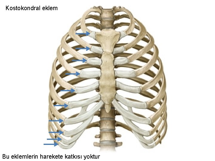 Kostokondral eklem Bu eklemlerin harekete katkısı yoktur 