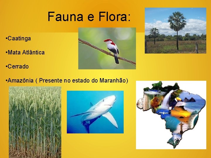 Fauna e Flora: • Caatinga • Mata Atlântica • Cerrado • Amazônia ( Presente