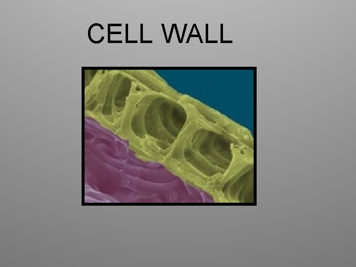 CELL WALL 