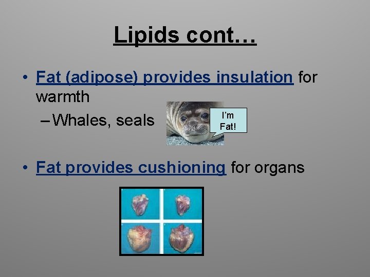 Lipids cont… • Fat (adipose) provides insulation for warmth I’m – Whales, seals Fat!