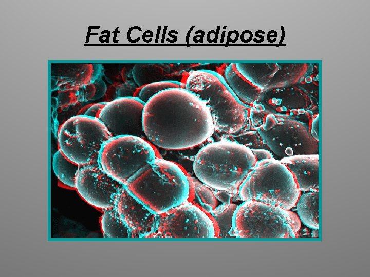 Fat Cells (adipose) 