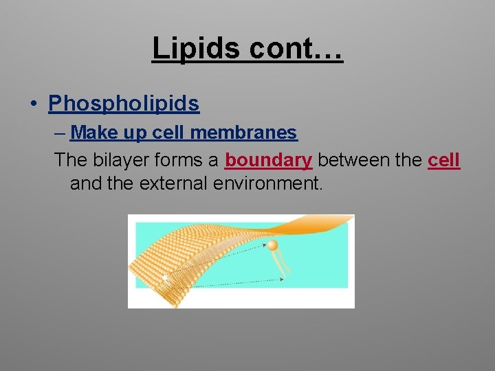 Lipids cont… • Phospholipids – Make up cell membranes The bilayer forms a boundary