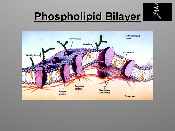 Phospholipid Bilayer 