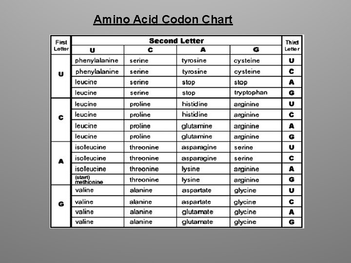 Amino Acid Codon Chart 