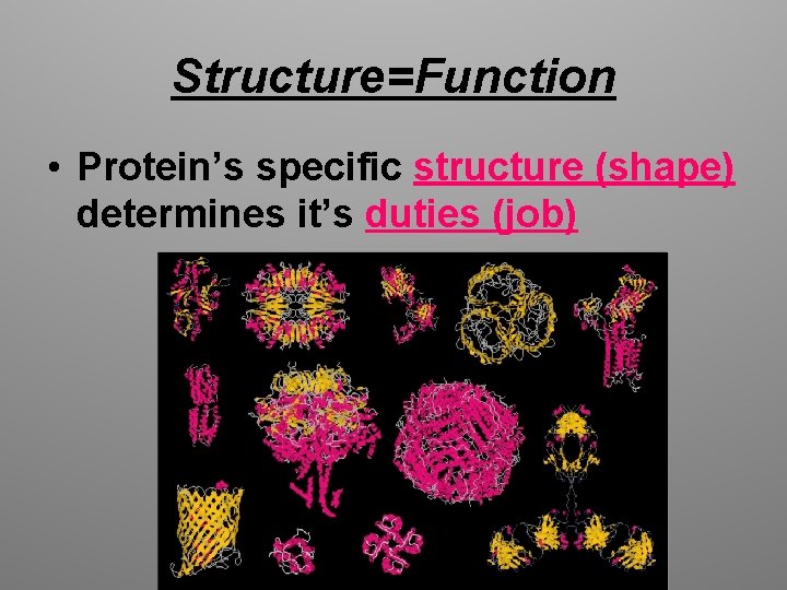 Structure=Function • Protein’s specific structure (shape) determines it’s duties (job) 