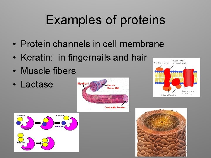 Examples of proteins • • Protein channels in cell membrane Keratin: in fingernails and