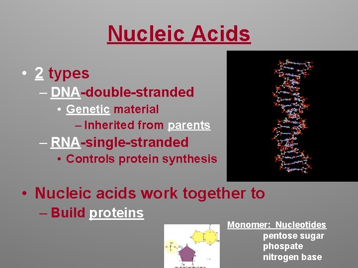 Nucleic Acids • 2 types – DNA-double-stranded • Genetic material – Inherited from parents