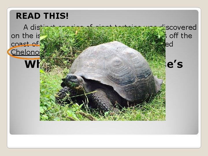 READ THIS! A distinct species of giant tortoise was discovered on the island of