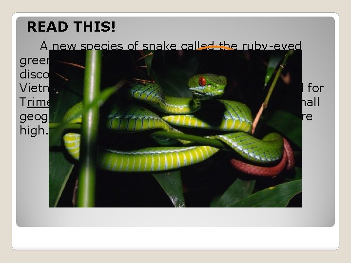 READ THIS! A new species of snake called the ruby-eyed green pit viper (Trimeresurus