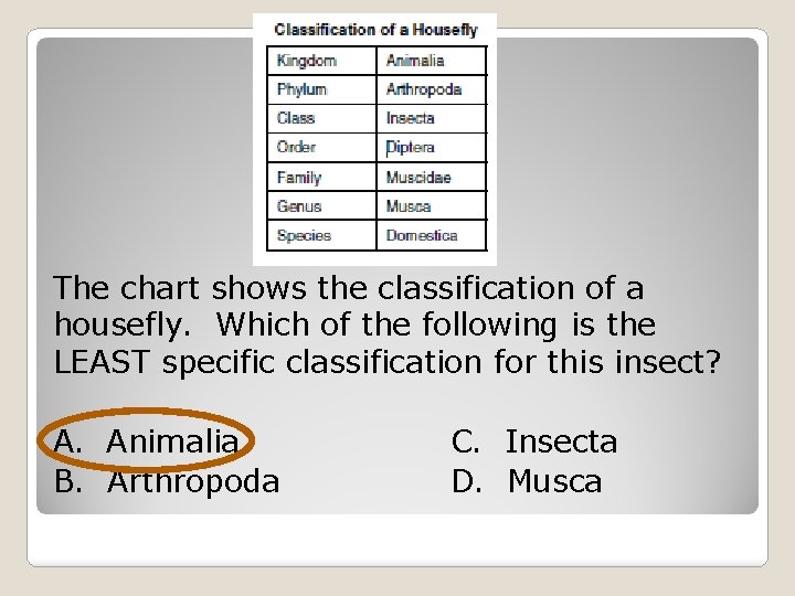 The chart shows the classification of a housefly. Which of the following is the