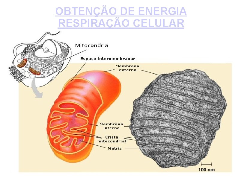 OBTENÇÃO DE ENERGIA RESPIRAÇÃO CELULAR 