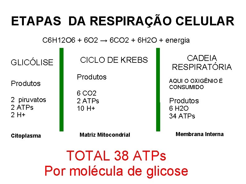 ETAPAS DA RESPIRAÇÃO CELULAR C 6 H 12 O 6 + 6 O 2