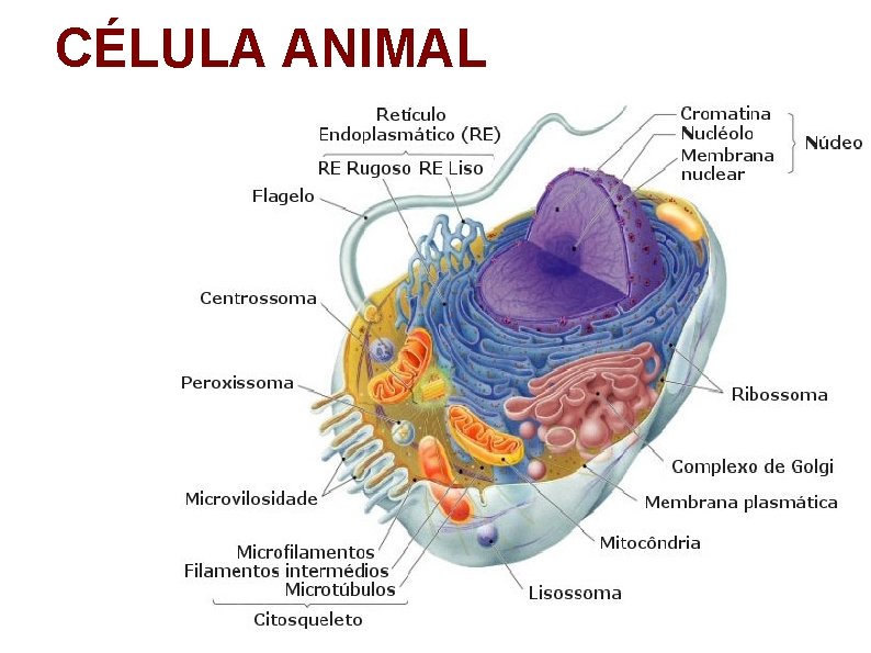 CÉLULA ANIMAL 