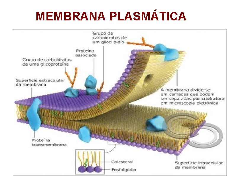 MEMBRANA PLASMÁTICA 