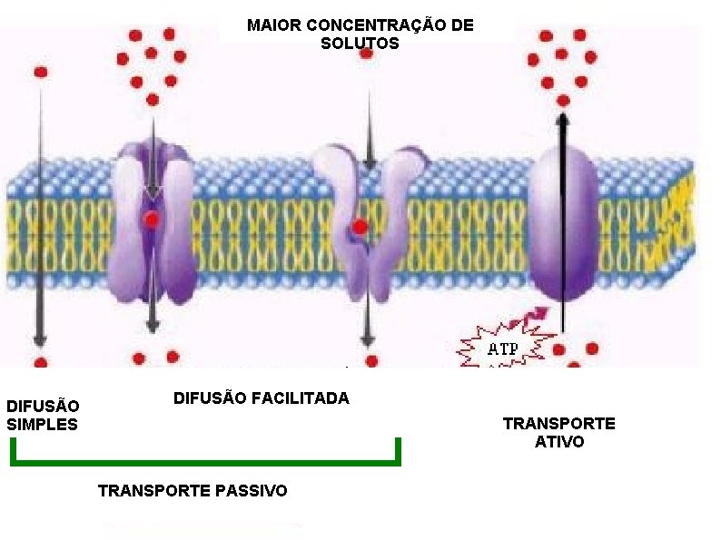 MAIOR CONCENTRAÇÃO DE SOLUTOS DIFUSÃO SIMPLES DIFUSÃO FACILITADA TRANSPORTE ATIVO TRANSPORTE PASSIVO 