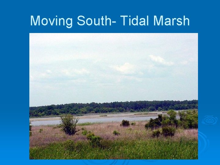 Moving South- Tidal Marsh 