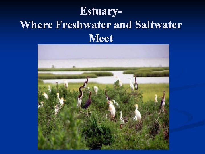 Estuary. Where Freshwater and Saltwater Meet Mobile Bay 