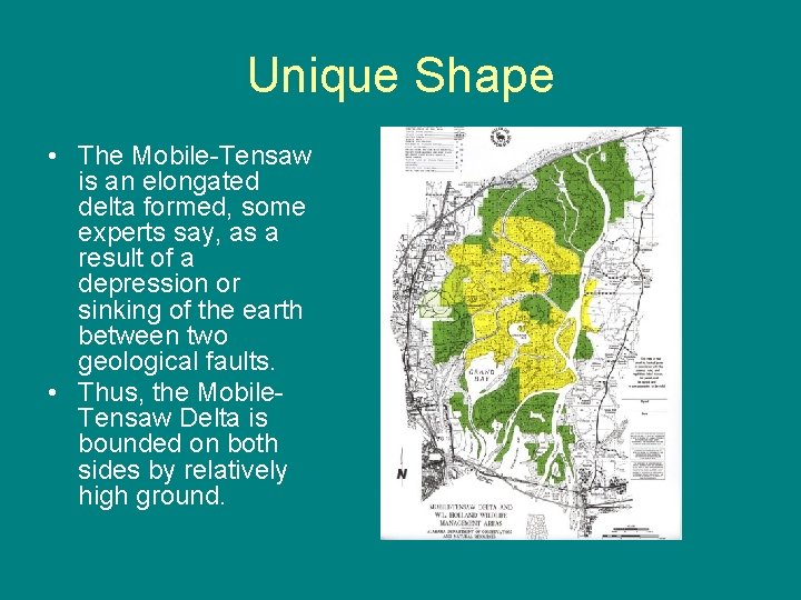 Unique Shape • The Mobile-Tensaw is an elongated delta formed, some experts say, as
