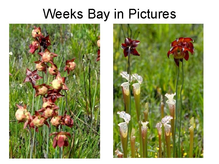 Weeks Bay in Pictures 