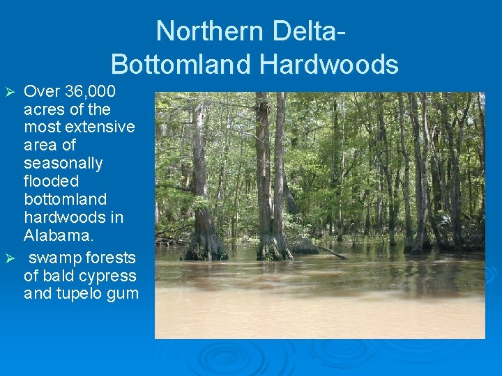 Northern Delta. Bottomland Hardwoods Over 36, 000 acres of the most extensive area of