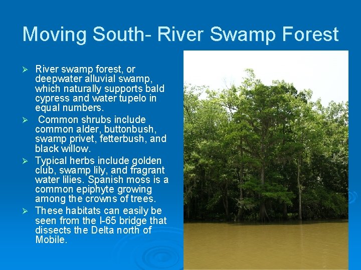 Moving South- River Swamp Forest Ø Ø River swamp forest, or deepwater alluvial swamp,