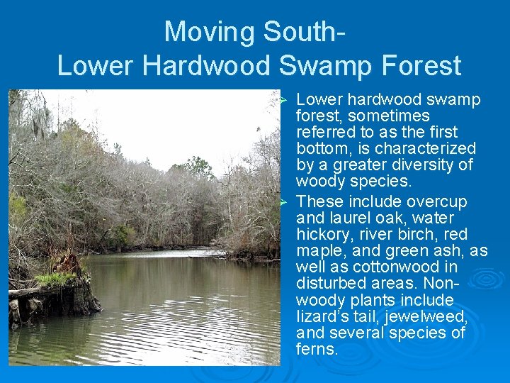 Moving South. Lower Hardwood Swamp Forest Lower hardwood swamp forest, sometimes referred to as