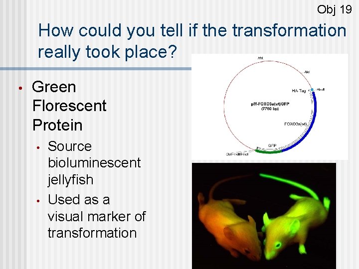 Obj 19 How could you tell if the transformation really took place? • Green