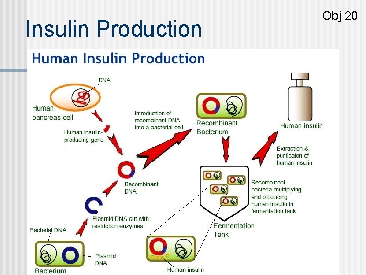 Insulin Production Obj 20 