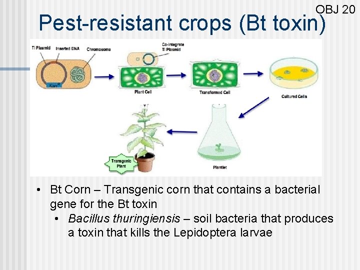 OBJ 20 Pest-resistant crops (Bt toxin) • Bt Corn – Transgenic corn that contains