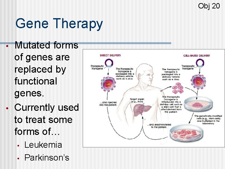 Obj 20 Gene Therapy • • Mutated forms of genes are replaced by functional