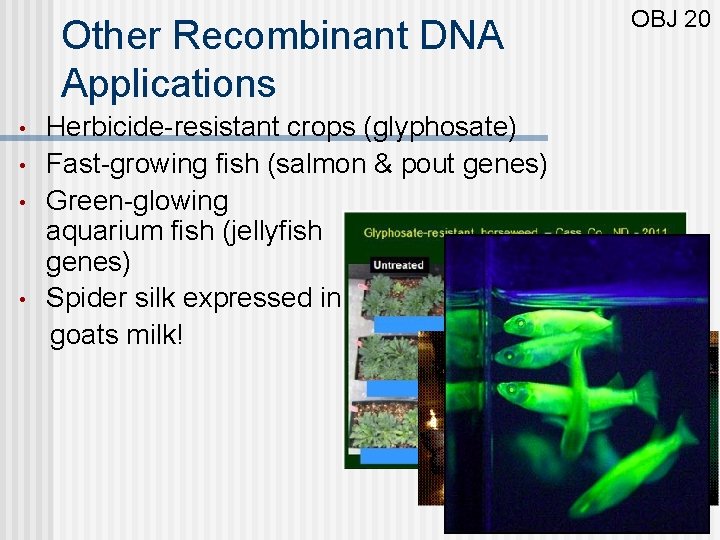 Other Recombinant DNA Applications • • Herbicide-resistant crops (glyphosate) Fast-growing fish (salmon & pout