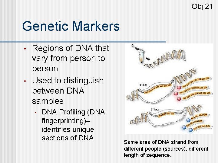 Obj 21 Genetic Markers • • Regions of DNA that vary from person to