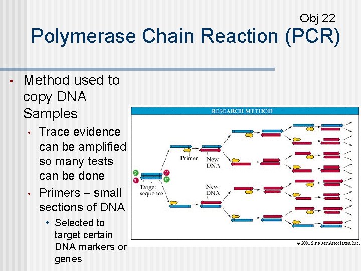 Obj 22 Polymerase Chain Reaction (PCR) • Method used to copy DNA Samples •