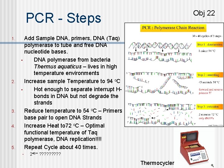Obj 22 PCR - Steps 1. 2. 3. 4. 5. Add Sample DNA, primers,