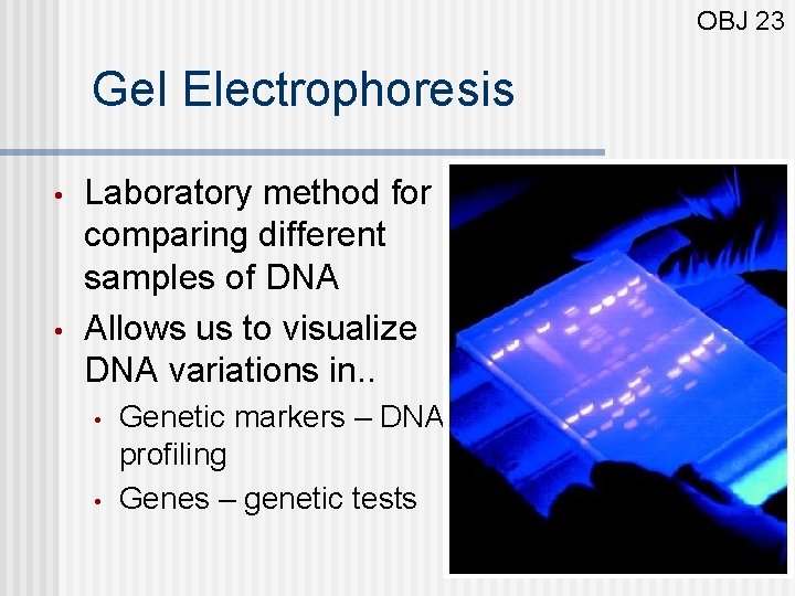 OBJ 23 Gel Electrophoresis • • Laboratory method for comparing different samples of DNA