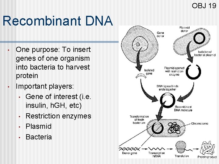 OBJ 19 Recombinant DNA • • One purpose: To insert genes of one organism